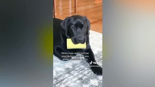 Cute Pet TikToks You Need To Watch! (FUNNY)