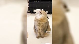 Cute Pets That Want To Take a Nap!
