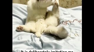Amazing Cat Mimics Owner's Injury????????