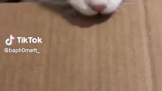Funny Pet TikToks That Are Too Cool For School! ????