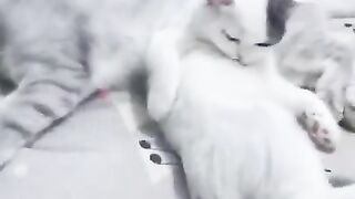 Cats are so beautiful