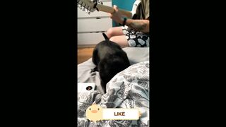 The funniest animals!  Cool video with dogs, cats and kittens!  2023