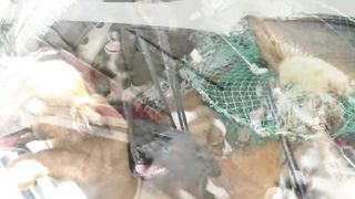 Четыре лапы Ташкент приют.Одни говорят спасите их с отловки, другие осуждают