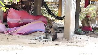 Funny video 252