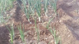 Kicthen garding