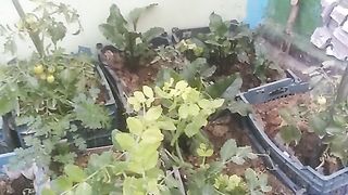 Kicthen gardin