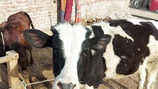 Pakistan Men Nayab Nasal Ki Cows  | Dairy Form