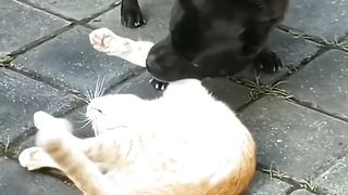 snapper cats Videos - Best Cats and Dogs Videos 2023!