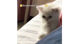 Give me food or I punch you????????
