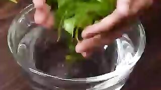 Neem Face Wash Acne & Pimples ll نیم فیز واش چہرے کی کیلوں اور دانوں کےلئے