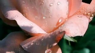 Beautiful full