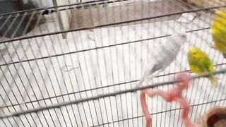 Very nice Birds beautiful