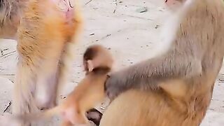 Monkey 2