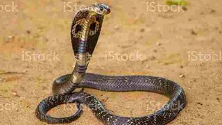 World dangerous cobra snake