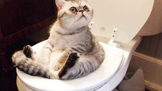 Try Not To Laugh Challenge - Funny Cat & Dog Vines compilation part 1