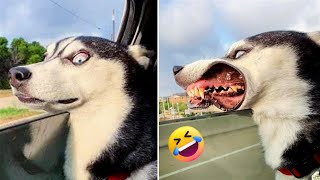 Funny animals - Funny cats / dogs - Funny animal videos 2
