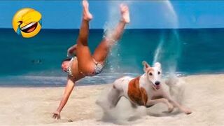 Don't Laugh Too Much At This Angry Dog _ Funniest Dogs Reaction _ Pets Island