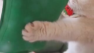 cute cat 2