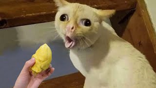 Animaux les plus drôles 2022 !!!!  Meilleurs chats et chiens drôles !! Partie 2
