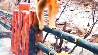"Funny Monkey" -17