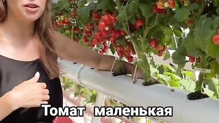 ДОМАТИ ЧЕРИ ПРИ ДОМАШНИ УСЛОВИЯ