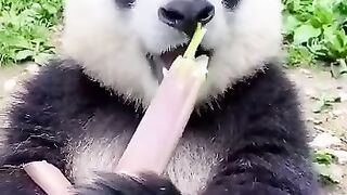 panda and panda