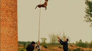 Dogs Fun