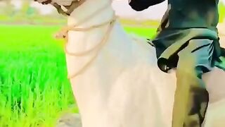We Are Horse Ride