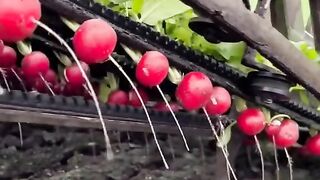ПРОМИШЛЕНО ПРИБИРАНЕ НА РЕПИЧКИ