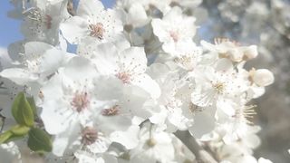spring season beautiful nature video