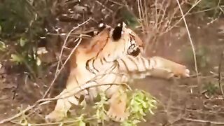 ANIMAL FIGHT 2