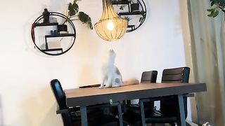 Kitty spins into cieling lamp hilarious moment