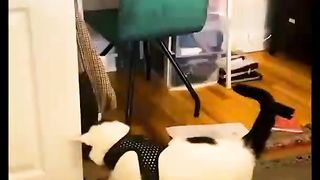 funny animals 5