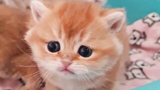 The cutest kittens ???? _ British Shorthair. Subscribe Channel...