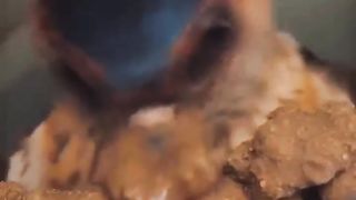 Nature - Birds