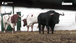 ENCIERROS en CUÉLLAR ▶ Toros de Sánchez Herrero
