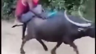 Funny video 264