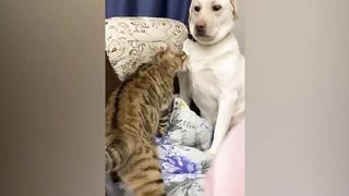 Funniest Animals 2023 ???? Funniest Cats and Dogs ???????? 2