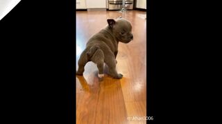 Cute puppy dog feeding on finger