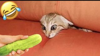 Funniest Animal Videos - Best Catsks and Dogs ∞ Videos 2023!
