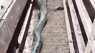The attack of anaconda