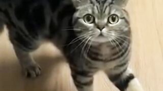 Funny Animals - Funny Cats and Dogs - Funny Animal Videos 2023 2