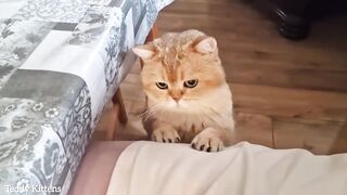 Cat William loves to beg cute for food... Subscribe channel.
