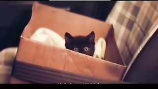 Cute Lucky Black KITTIY