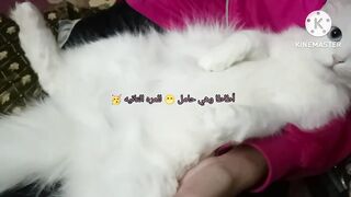 Baby cats - cute and funny videos compilation #cute #cats #funny #cats_funny#حكايات حمل وولاده قطتي