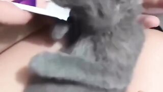 Funny Cats and Kittens Compilation #funny #cats #funnyvideo #blackcatmajk