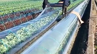 СЕЛСКО СТОПАНСТВО 2