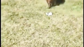 Funny Compilation of Funny Pets funny cats funny videos
