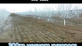 ПРЪСКАНЕ С БОРДОЛЕЗОВ РАЗТВОР В МОМЕНТА НА БУХВАНЕ НА ПЪПКИТЕ