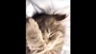 Funniest animals videos compilation 2023 ???? funny cats ???? and dogs ???? try not to laugh ????